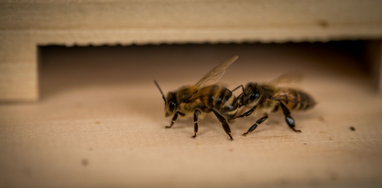 Die LÖWENROT-Bienen-AiM